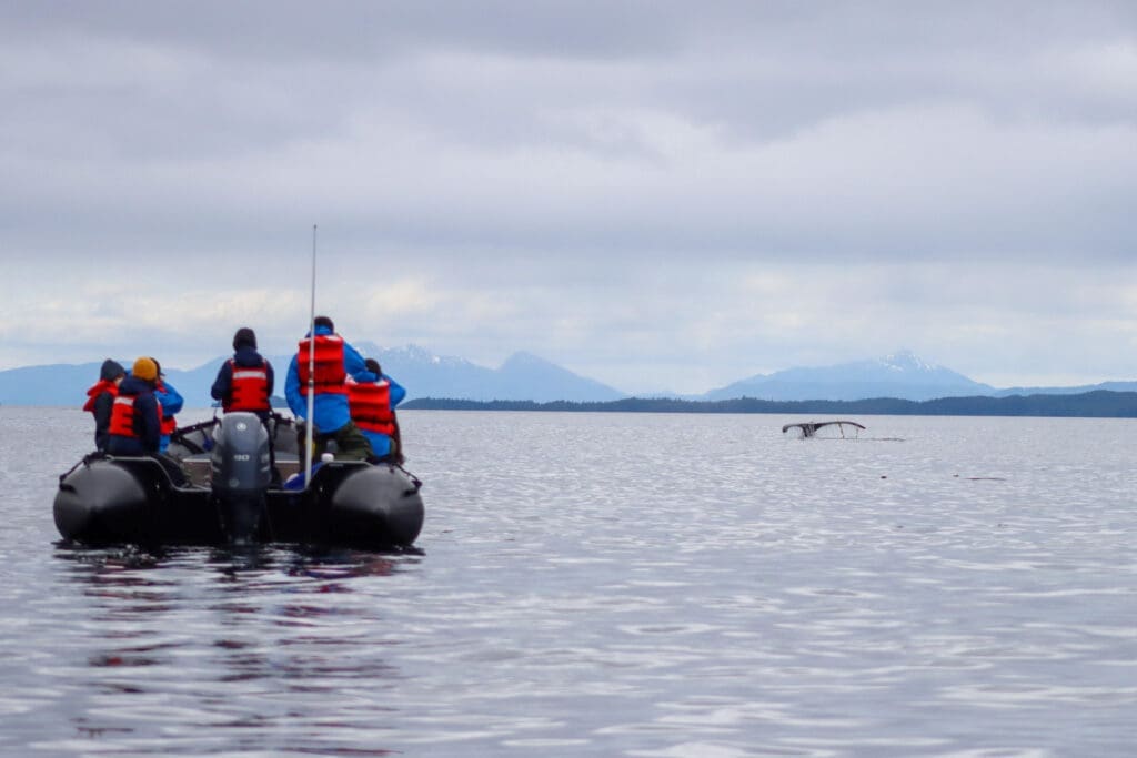 Whale Watching from a Zodiac Zodiac with passengers viewing a Humpback Whale