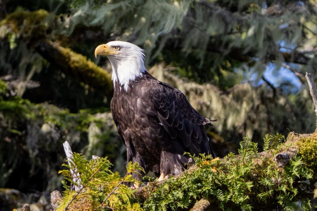 Bald Eagle Bald Eagle perched in a tree