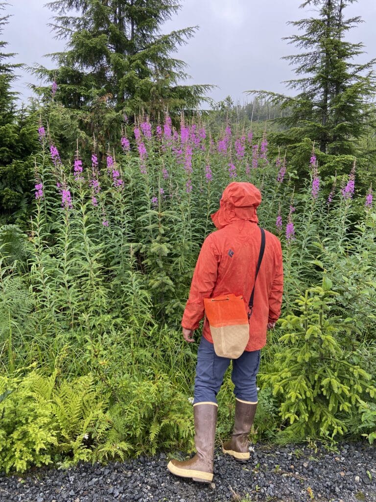 Fireweed on a Rainy Day Person in a rain jacket, hiking pants, and boots looking at Fireweed with their back to the camera